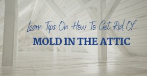 Learn Tips on How to Get Rid of Mold in the Attic