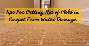 carpet water damaged