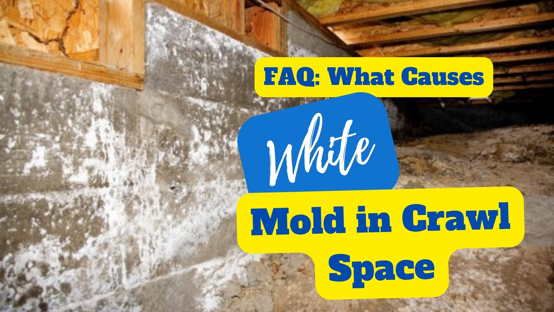 white mold in crawl space