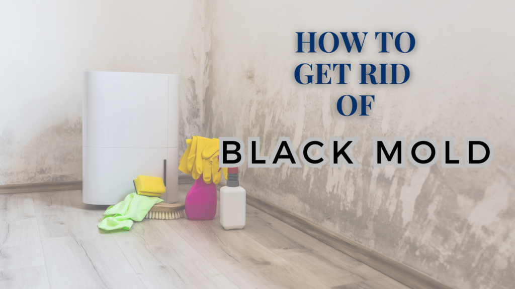 get rid of black mold
